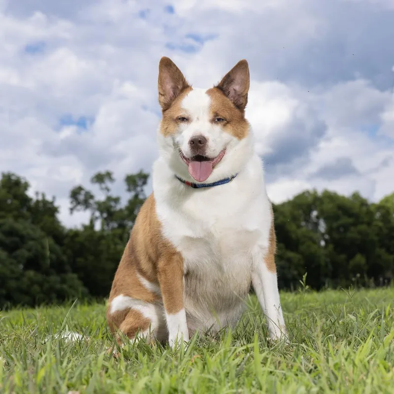 An adult large-sized male Yellow / Tan / Blond / Fawn Mixed Breed dog named Reuben for adoption in Franklin, TN