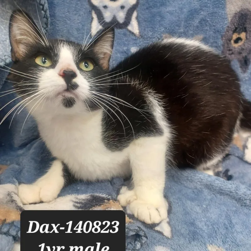 A young small-sized male Domestic Short Hair cat named Dax for adoption in New Tazewell, TN
