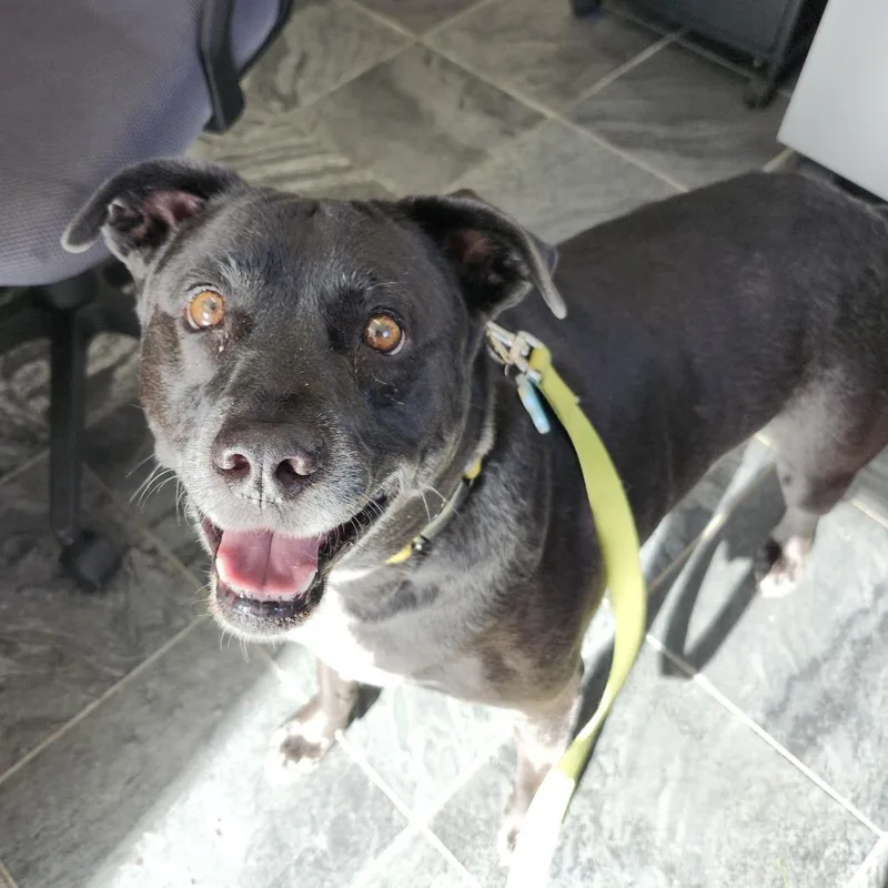 An adult medium-sized male Black Terrier dog named Nacho for adoption in Clearwater, FL