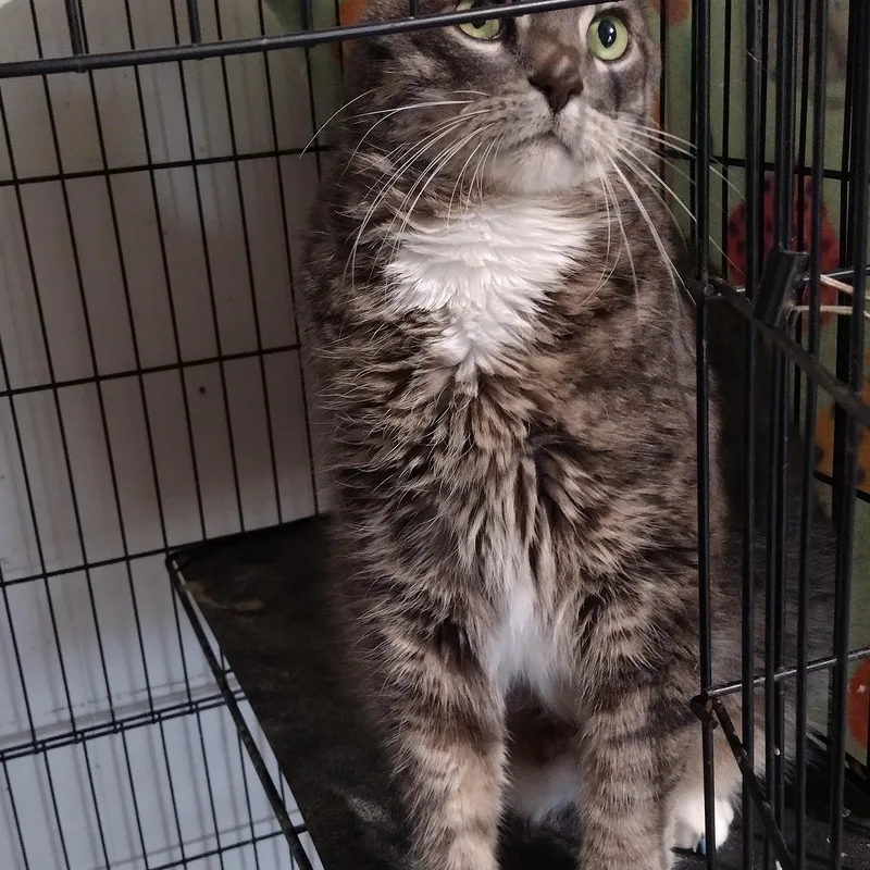 An adult large-sized male Domestic Short Hair cat named Maurice for adoption in Mineola, TX