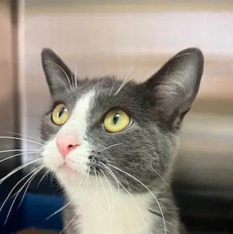 A young medium-sized female Gray & White Russian Blue cat named Gallilee for adoption in Kankakee, IL