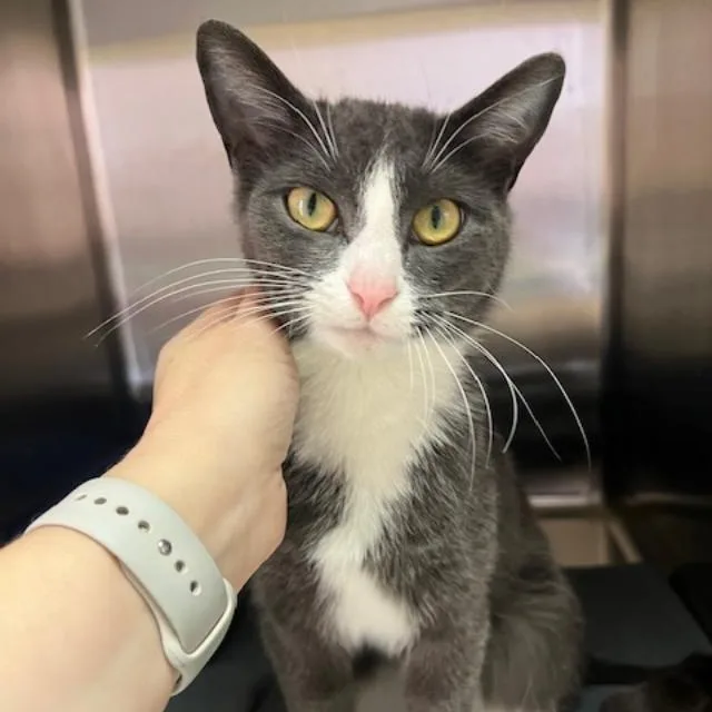 Gallilee thumbnail 2