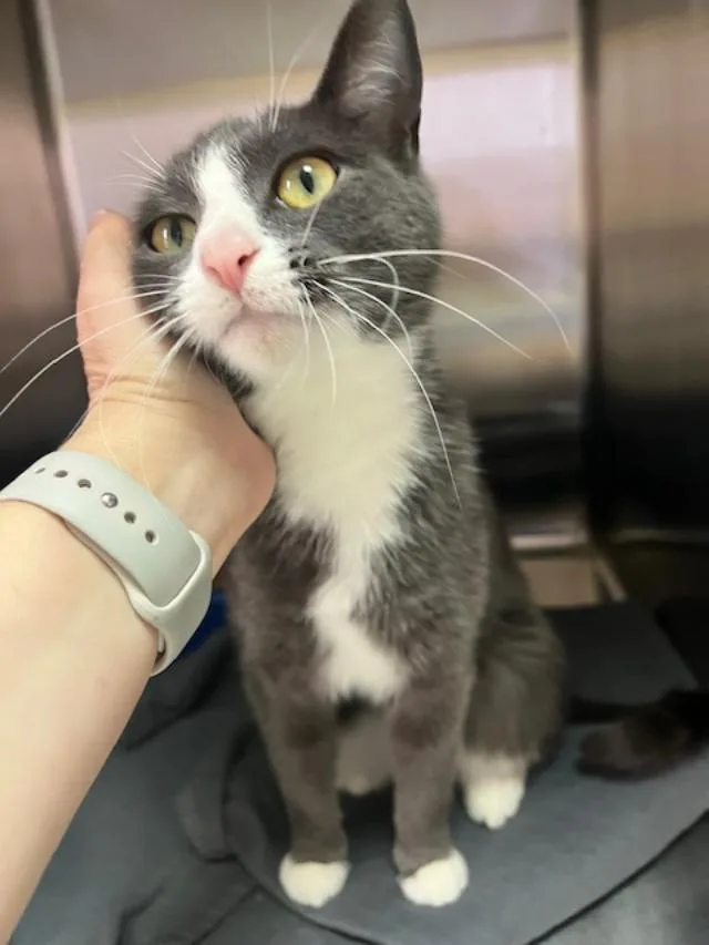 Gallilee thumbnail 3