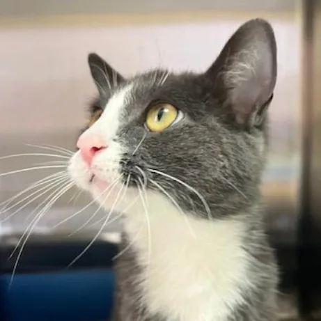 Gallilee thumbnail 4