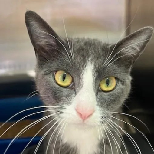 Gallilee thumbnail 5