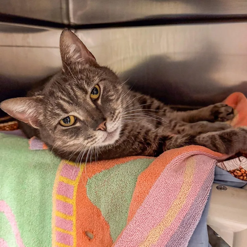 An adult medium-sized male Gray / Blue / Silver Domestic Short Hair cat named Sterling for adoption in Kennebunk, ME