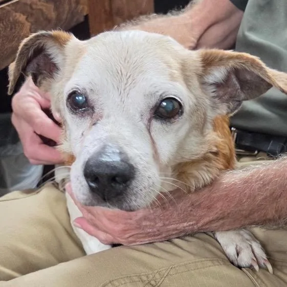 A senior small-sized male Yellow / Tan / Blond / Fawn Mixed Breed dog named Cletus for adoption in Galveston, TX