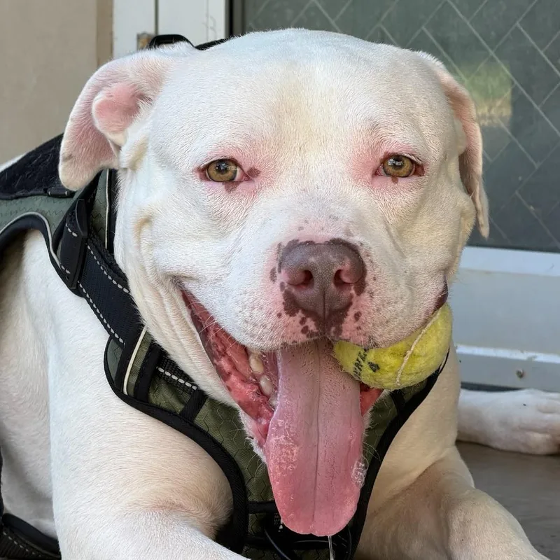 An adult large-sized male American Staffordshire Terrier dog named Milo for adoption in Fredericksburg, TX