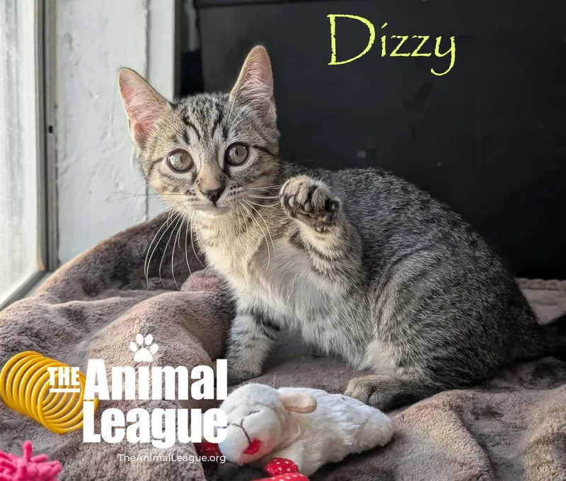 A baby medium-sized male Tabby (Brown / Chocolate) Domestic Short Hair cat named Dizzy for adoption in Groveland, FL