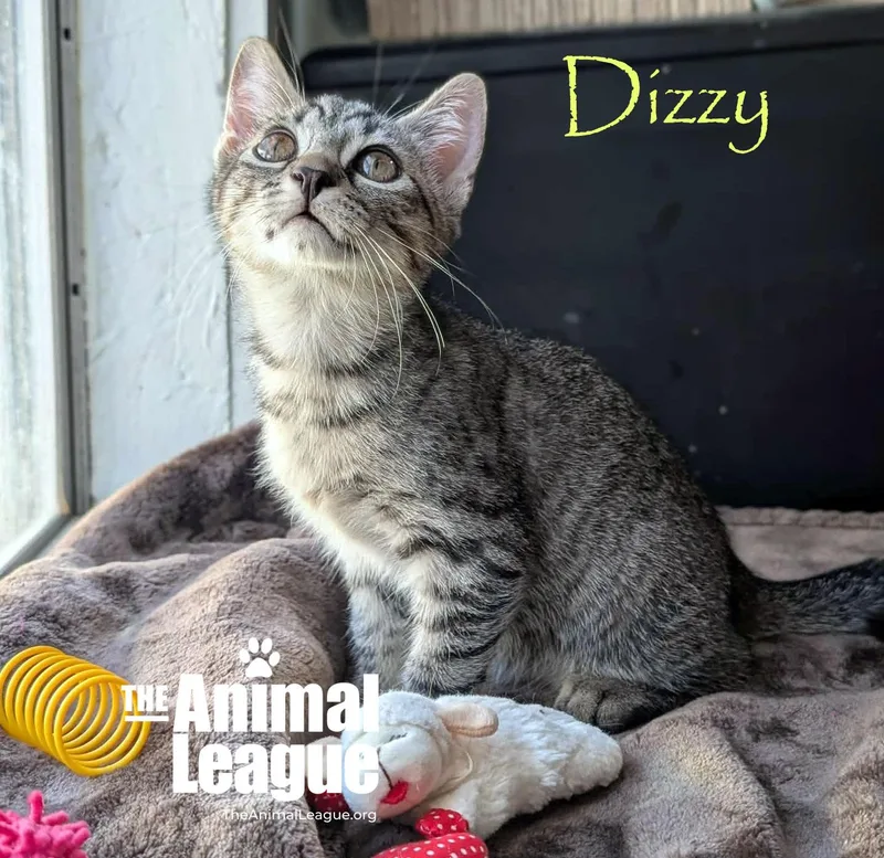 Dizzy thumbnail 2