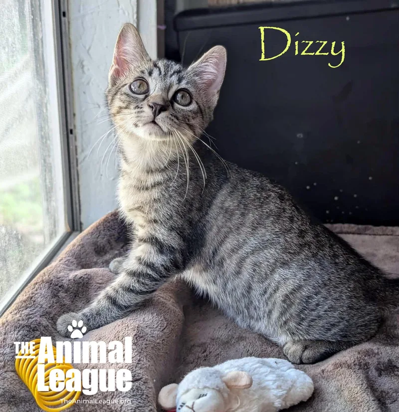 Dizzy thumbnail 3