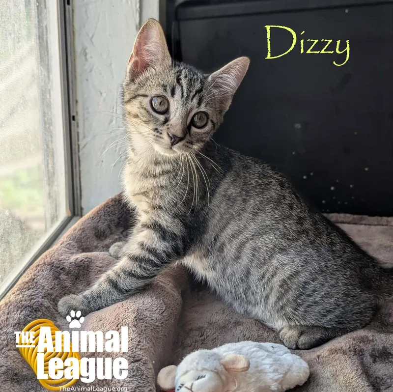 Dizzy thumbnail 4