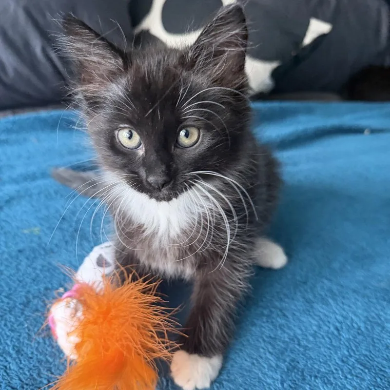 A baby medium-sized female Domestic Medium Hair cat named Kopiko for adoption in Candler, NC