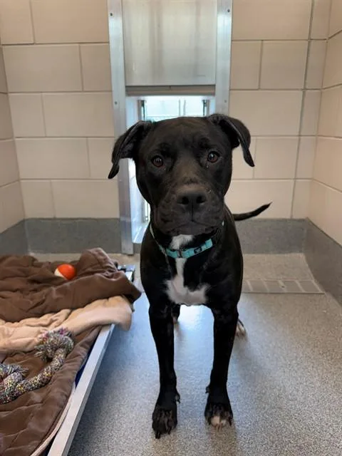 An adult medium-sized female Pit Bull Terrier dog named Shuri for adoption in Leesburg, VA