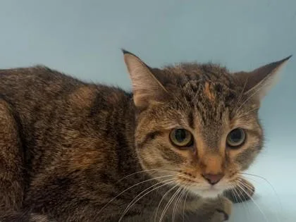 A young small-sized female Domestic Short Hair cat named Marshmallow for adoption in Woodbury, MN