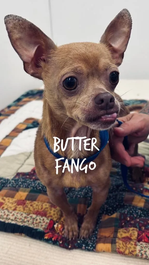 A young small-sized male Chihuahua dog named Butter fango for adoption in Jacksonville, IL