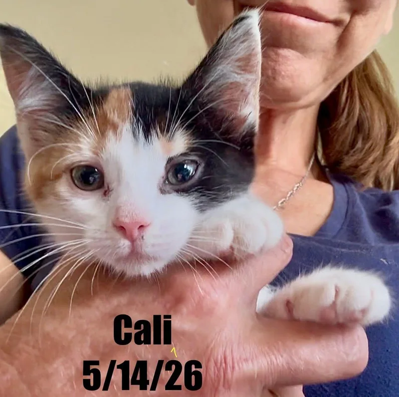 A young medium-sized female Domestic Short Hair cat named Cali for adoption in Berlin, MD