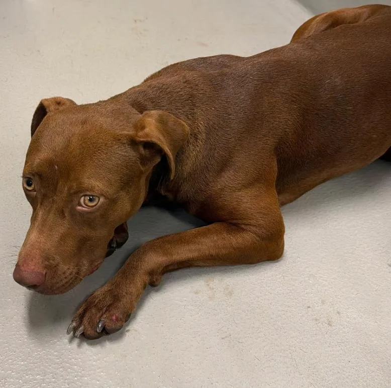 An adult medium-sized female Brown / Chocolate Chocolate Labrador Retriever dog named AC "Penelope" for adoption in Conyers, GA