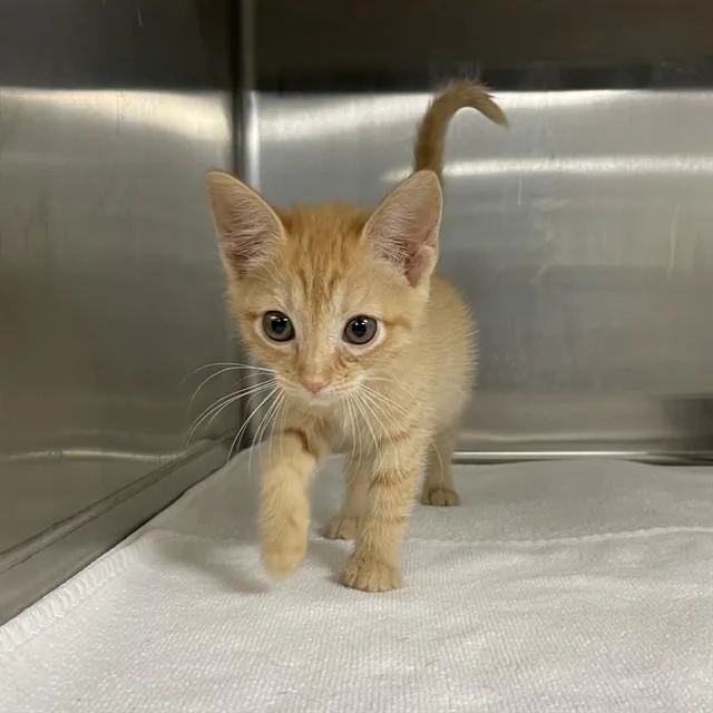 A baby small-sized female Domestic Short Hair cat named Fireball for adoption in Tallahassee, FL