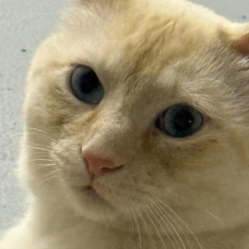 A young large-sized male Domestic Short Hair cat named Sunny for adoption in Hibbing, MN