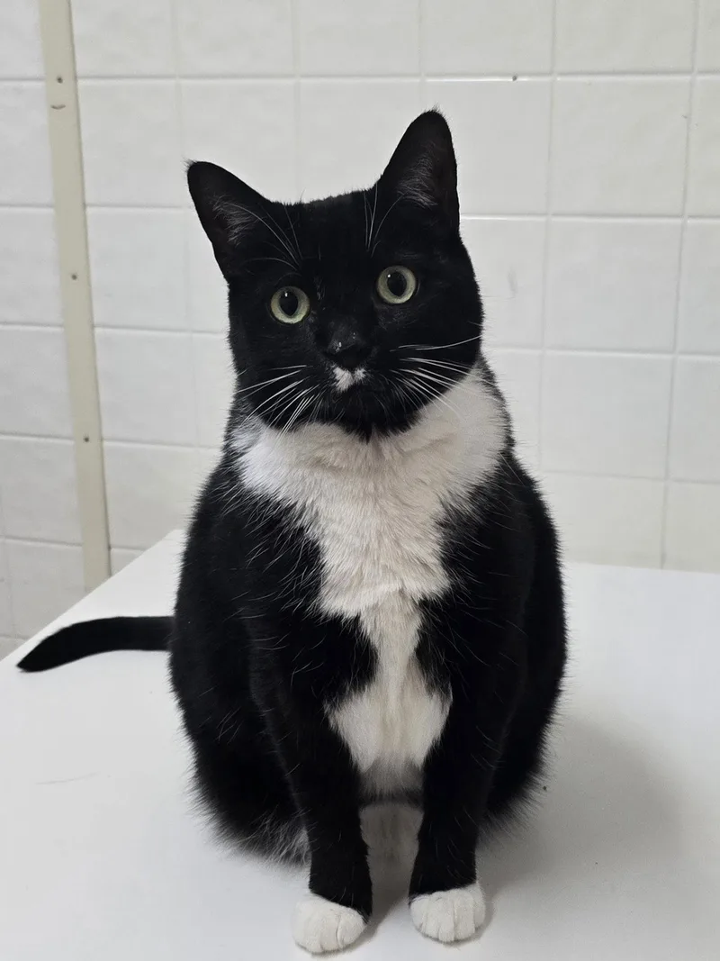 Dahlia  Abandoned  thumbnail 2