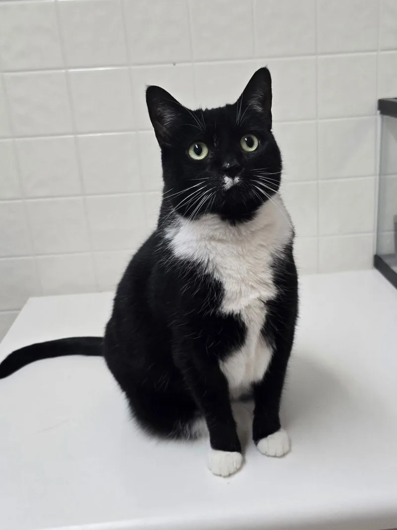 Dahlia  Abandoned  thumbnail 3