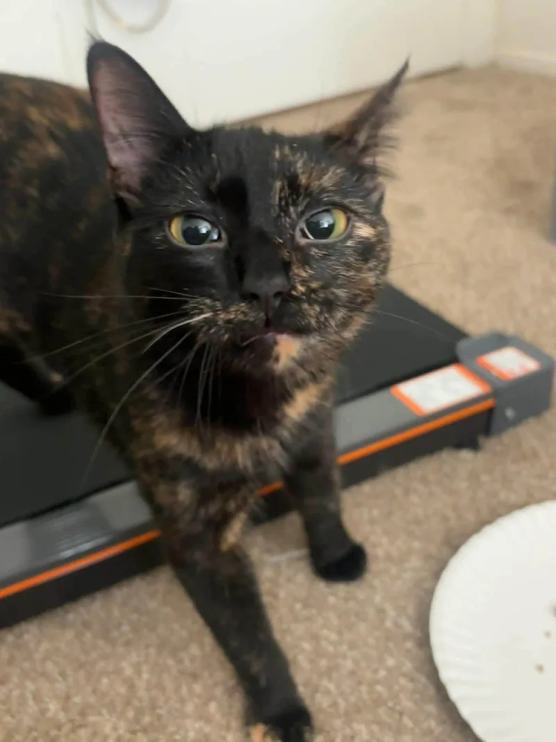 A young medium-sized female Tortoiseshell Domestic Short Hair cat named Mila for adoption in brant, MI