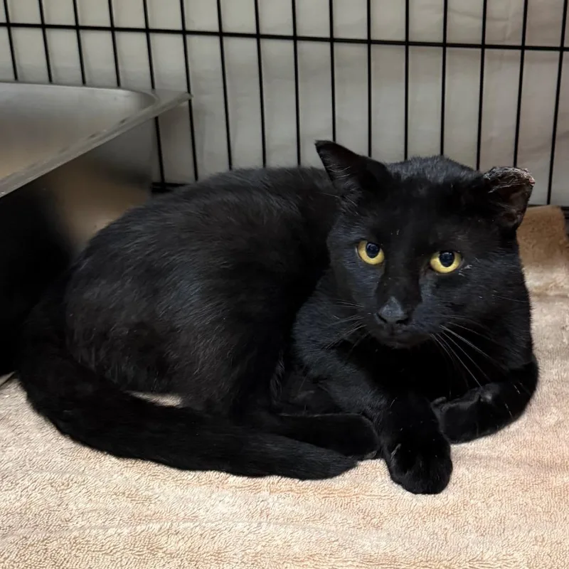 An adult medium-sized male Black Domestic Short Hair cat named Howie for adoption in Bismarck, ND