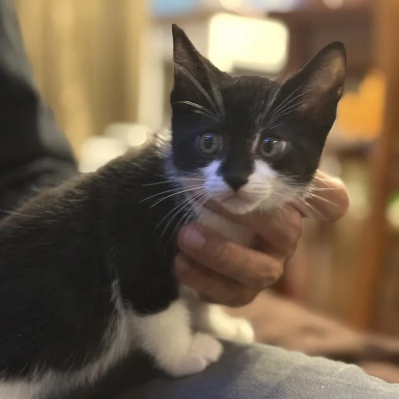 A baby small-sized male White Domestic Short Hair cat named Happy for adoption in Long Beach, CA