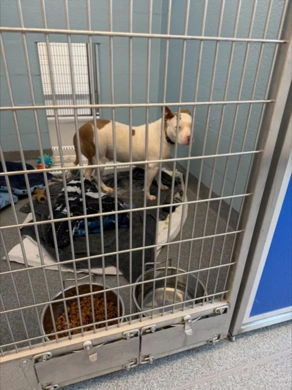 A young large-sized female Pit Bull Terrier dog named Snuggle for adoption in Toledo, OH