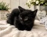 A baby medium-sized female Black Domestic Short Hair cat named Bethel for adoption in Portsmouth, OH