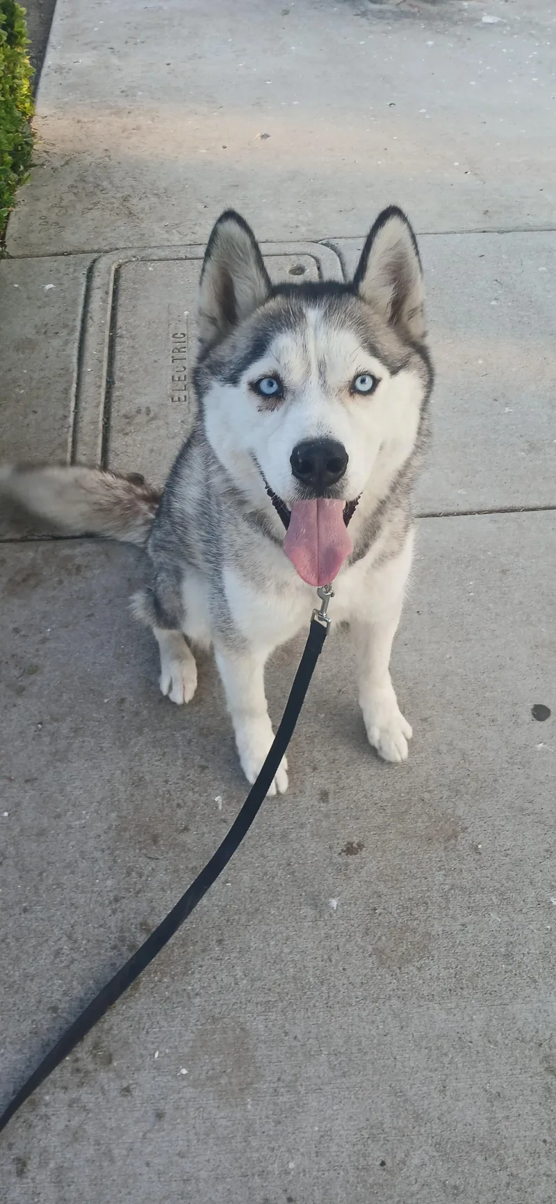 A young medium-sized male Husky dog named Bo for adoption in rowland heights, CA