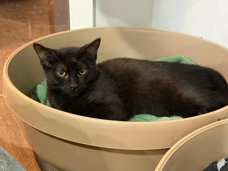 A baby small-sized male Domestic Short Hair cat named Garrett for adoption in Powell, OH