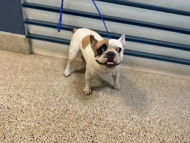 A young small-sized female French Bulldog dog named Canola for adoption in Miami, FL