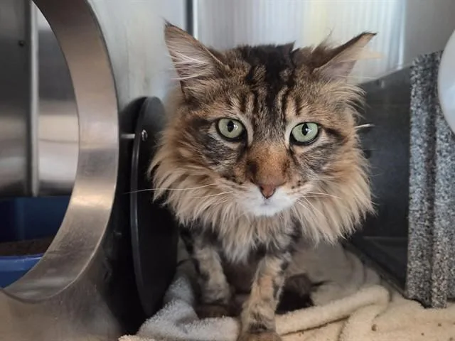 An adult medium-sized male Domestic Short Hair cat named Aslan for adoption in Martinez, CA