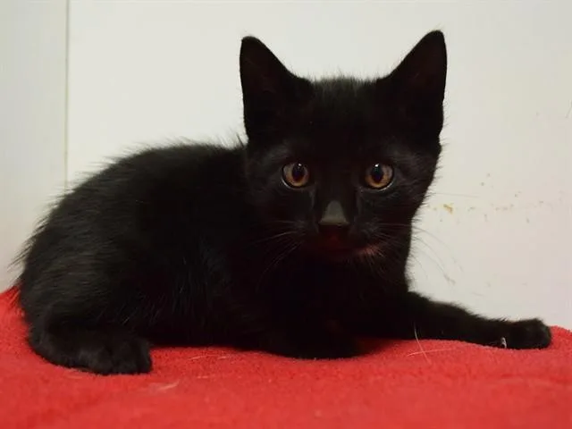 A baby small-sized male Domestic Short Hair cat named Smokey for adoption in Sacramento, CA