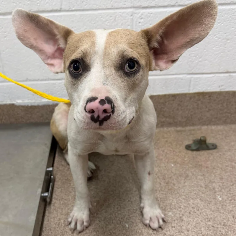A young medium-sized female White / Cream Mixed Breed dog named Roxy for adoption in Ardmore, OK