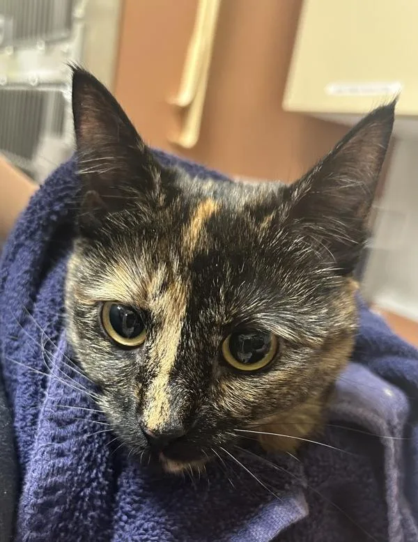 A young small-sized female Domestic Short Hair cat named Comet for adoption in Vancouver, WA