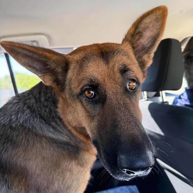 An adult large-sized female Yellow / Tan / Blond / Fawn German Shepherd Dog named Poppy for adoption in Stephens City, VA