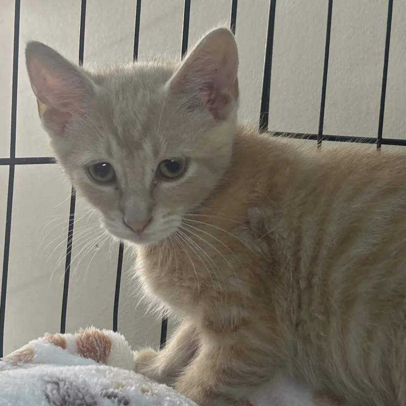 A baby small-sized male Buff / Tan / Fawn Domestic Short Hair cat named Tucker for adoption in West Point, MS