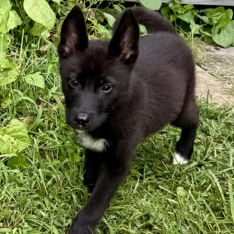 A baby large-sized female Husky dog named Parton for adoption in Richmond, VA