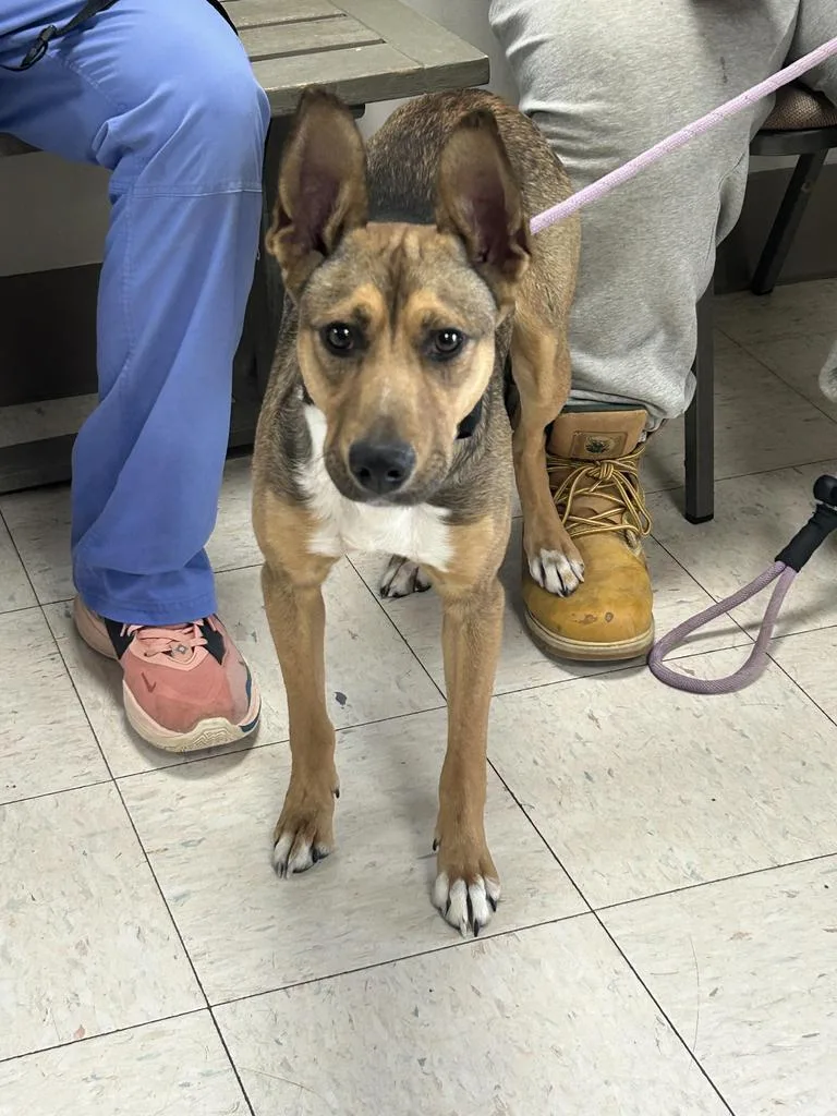 A baby medium-sized male Terrier dog named Ranger for adoption in New Manchester, WV