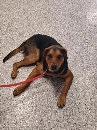 An adult large-sized male Shepherd dog named Quantum for adoption in Gastonia, NC