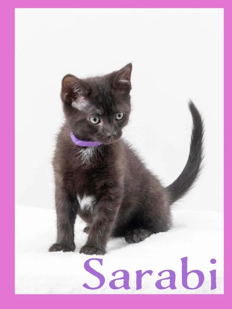 A baby medium-sized female Domestic Short Hair cat named Sarabi for adoption in Hoover , AL