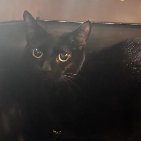 A young medium-sized female Domestic Short Hair cat named Abyss for adoption in Allentown, PA
