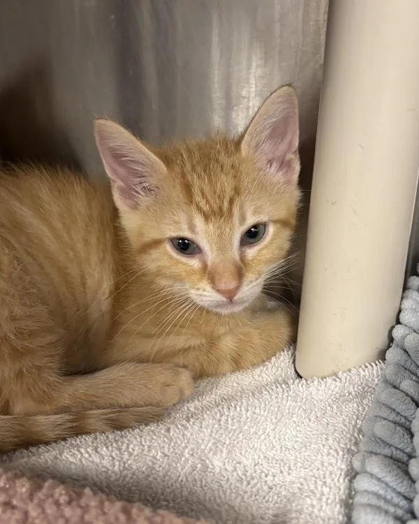 A baby small-sized male Domestic Short Hair cat named And Doug for adoption in Richmond, VA