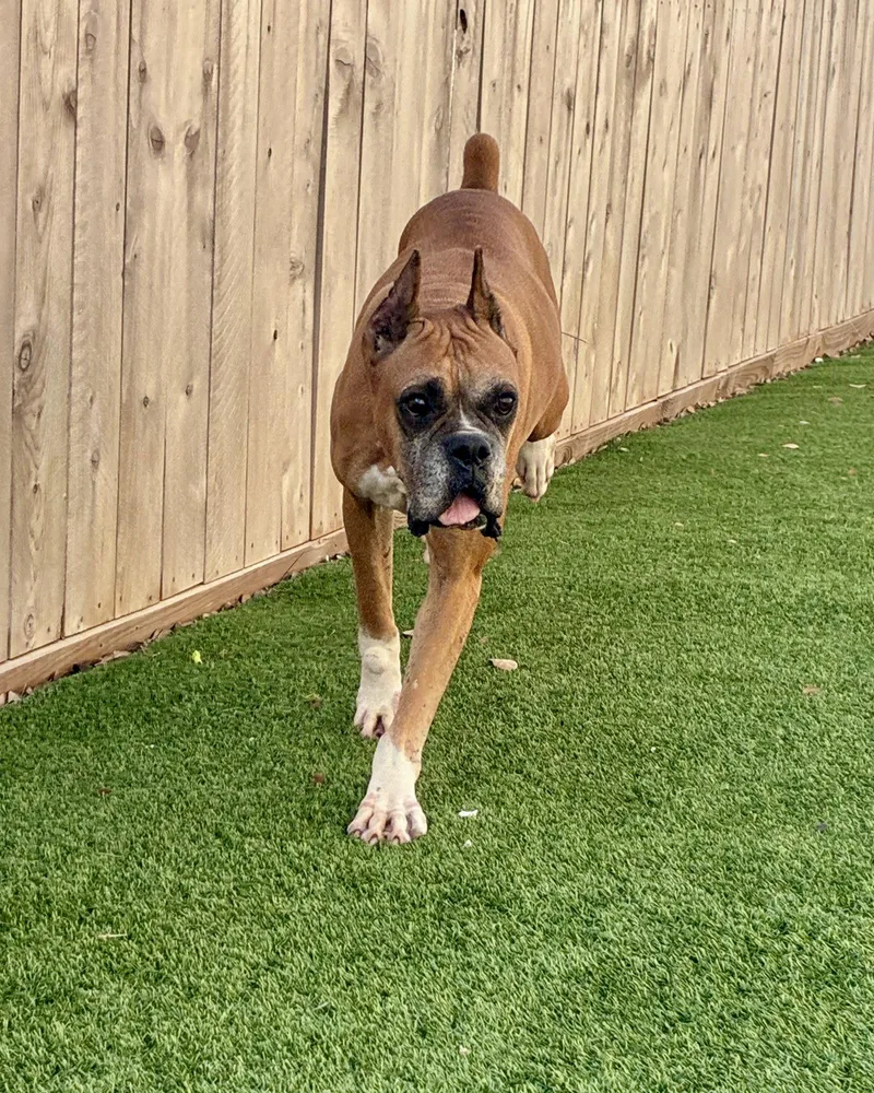 An adult large-sized female Boxer dog named Amora for adoption in Monticello, NY