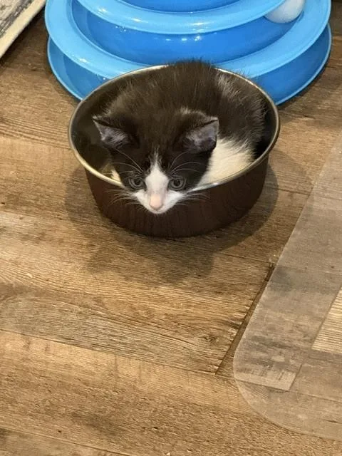 Oreo
