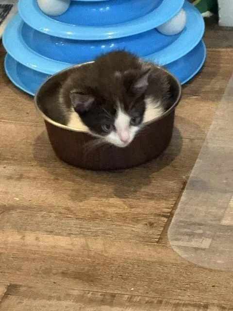 Oreo thumbnail 2