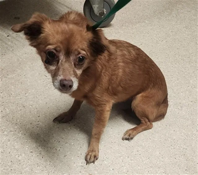 A young small-sized female Chihuahua dog named Molly for adoption in Bakersfield, CA